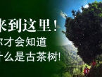 ���������Ż�֪��ʲô�ǹŲ���